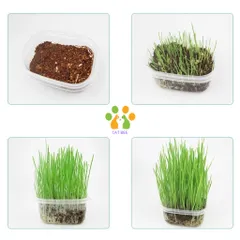 Hạt giống cỏ mèo tươi kèm đất và hộp trồng,hỗ trợ tiêu búi lông,tiêu hóa cho mèo 824813