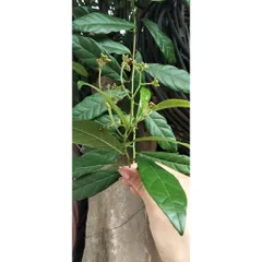 1KG LÁ XẠ ĐEN TƯƠI (ĐẶT HÀNG MỚI CẮT)