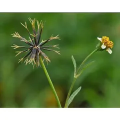 Hạt giống hoa xuyến chi (gói 100 hạt)