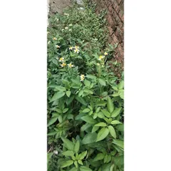 Hạt giống hoa xuyến chi (gói 100 hạt)
