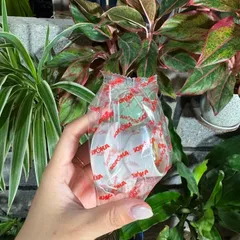 {Chính Hãng} Đui đèn gắn tường SOPOKA -Đui đèn lắp trần ren vặn xoáy kích cỡ E27 -Nhựa ABS chống vỡ -Siêu bền