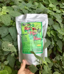 Trà Ngũ Mộc Nam giải độc gan, hạ huyết áp, tiểu đường, mỡ máu, gút