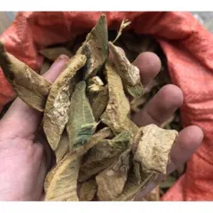 1Kg Vỏ cây núc nác khô