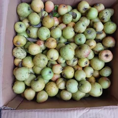 1Kg Táo Mèo Khô Tây Bắc (Sao Vàng Hạ Thổ, Khô Thơm) Thanh Nhiệt, Hỗ Trợ Tiêu Hóa, Hỗ Trợ Tăng Cường Sức Khỏe Tim Mạch