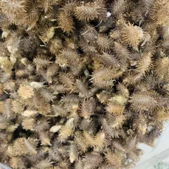 1Kg Ké Đầu Ngựa (Thương Nhĩ Tử) Sao Vàng Hạ Thổ, Khô, Thơm, Thảo Mộc Tự Nhiên Thường Dùng Pha Trà Thanh Lọc