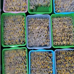 Trà Hoa Quả Mix Nhiều Vị Đặc Biệt (Da Đẹp, Dáng Xinh, An Thần, Thanh Lọc, Mát Gan, Giảm Stress..)
