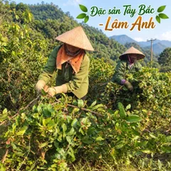2Kg Xạ Đen Hoà Bình (Đã Sao Vàng Hạ Thổ), Cả Thân Và Lá, Vụ Mới Khô Thơm, Giúp Dễ Ngủ, Thanh Nhiệt, Mát Gan, Trà Detox