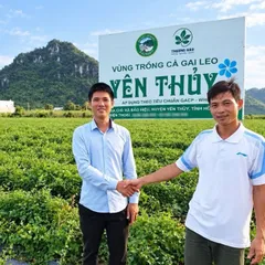 1Kg Cà Gai Leo Hòa Bình - Chuẩn GACP-WHO (Có Chứng Nhận ATTP), Đã Sao Hạ Thổ, Khô Thơm, Thanh Nhiệt, Mát Gan, Dễ Uống