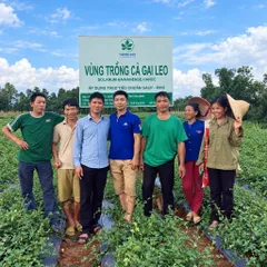 1Kg Cà Gai Leo Hòa Bình - Chuẩn GACP-WHO (Có Chứng Nhận ATTP), Đã Sao Hạ Thổ, Khô Thơm, Thanh Nhiệt, Mát Gan, Dễ Uống