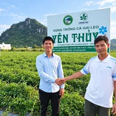 1Kg Túi Lọc Cà Gai Leo Hoà Bình, Đạt Chuẩn GACPWHO (Có Chứng Nhận ATTP) Đã Sao Hạ Thổ, Khô, Thơm, Giải Nhiệt, Thanh Mát