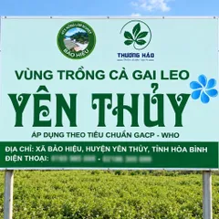 1Kg Túi Lọc Cà Gai Leo Hoà Bình, Đạt Chuẩn GACPWHO (Có Chứng Nhận ATTP) Đã Sao Hạ Thổ, Khô, Thơm, Giải Nhiệt, Thanh Mát
