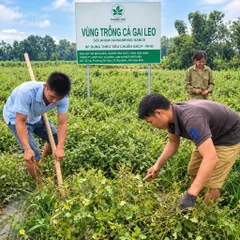 1Kg Túi Lọc Cà Gai Leo Hoà Bình, Đạt Chuẩn GACPWHO (Có Chứng Nhận ATTP) Đã Sao Hạ Thổ, Khô, Thơm, Giải Nhiệt, Thanh Mát