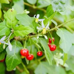 1Kg Túi Lọc Cà Gai Leo Hoà Bình, Đạt Chuẩn GACPWHO (Có Chứng Nhận ATTP) Đã Sao Hạ Thổ, Khô, Thơm, Giải Nhiệt, Thanh Mát