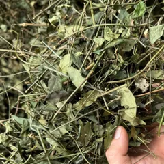 1Kg Chè Vằng Sẻ (Sao Vàng Hạ Thổ) Lợi Sữa, Giảm Cân, Thanh Nhiệt, Mát Gan, Nguyên Chất, Dễ Uống Hàng Ngày