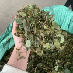 1Kg Chè Vằng Sẻ (Sao Vàng Hạ Thổ) Lợi Sữa, Giảm Cân, Thanh Nhiệt, Mát Gan, Nguyên Chất, Dễ Uống Hàng Ngày