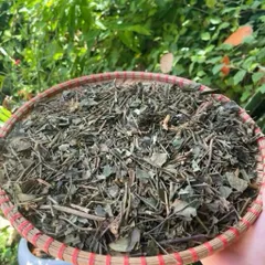 1Kg Chè Vằng Sẻ (Sao Vàng Hạ Thổ) Lợi Sữa, Giảm Cân, Thanh Nhiệt, Mát Gan, Nguyên Chất, Dễ Uống Hàng Ngày