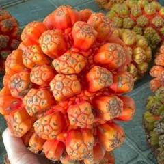 1Kg Quả Dứa Dại Rừng (Dứa Gai) Sao Vàng Hạ Thổ, Khô, Thơm, Hỗ Trợ Sỏi Thận, Sỏi Mật, Sỏi Tiết Niệu
