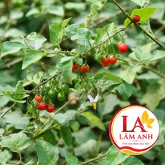 1Kg Cà Gai Leo Hoà Bình (Sao Vàng Hạ Thổ, Khô, Thơm) Thanh Mát, Dễ Uống, Dùng Hàng Ngày, Thảo Mộc Dân Gian
