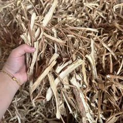 1Kg Sâm Cau Đỏ Hoà Bình (Đã Sao Vàng Hạ Thổ) - Thảo Dược Truyền Thống Hỗ Trợ Sinh Lực – Rễ Sâm Cau Thái Mỏng Phơi Khô