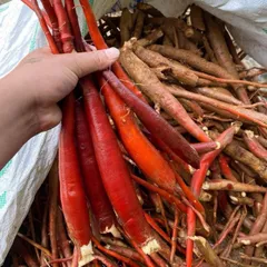 1Kg Sâm Cau Đỏ Hoà Bình (Đã Sao Vàng Hạ Thổ) - Thảo Dược Truyền Thống Hỗ Trợ Sinh Lực – Rễ Sâm Cau Thái Mỏng Phơi Khô