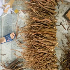 1Kg Sâm Cau Đỏ Hoà Bình (Đã Sao Vàng Hạ Thổ) - Thảo Dược Truyền Thống Hỗ Trợ Sinh Lực – Rễ Sâm Cau Thái Mỏng Phơi Khô