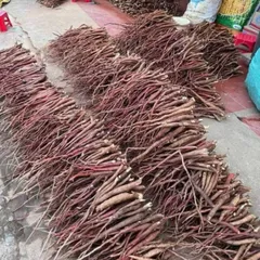 1Kg Sâm Cau Đỏ Hoà Bình (Đã Sao Vàng Hạ Thổ) - Thảo Dược Truyền Thống Hỗ Trợ Sinh Lực – Rễ Sâm Cau Thái Mỏng Phơi Khô