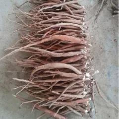 1Kg Sâm Cau Đỏ Hoà Bình (Đã Sao Vàng Hạ Thổ) - Thảo Dược Truyền Thống Hỗ Trợ Sinh Lực – Rễ Sâm Cau Thái Mỏng Phơi Khô