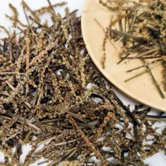 1Kg Cây Bông Mã Đề Khô (Sao Vàng Hạ Thổ) Vụ Mới, Thơm Tự Nhiên, Dùng Nấu Nước Và Hãm Trà Thảo Mộc