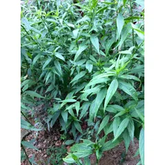 1Kg Cây Xương Khỉ (Sao Vàng Hạ Thổ, Khô Sạch Loại 1) – Hay Còn Gọi Là Bìm Bịp, Mảnh Cộng, Mát Gan, Thanh Nhiệt
