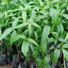 1Kg Cây Xương Khỉ (Sao Vàng Hạ Thổ, Khô Sạch Loại 1) – Hay Còn Gọi Là Bìm Bịp, Mảnh Cộng, Mát Gan, Thanh Nhiệt