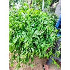 1Kg Cây Xương Khỉ (Sao Vàng Hạ Thổ, Khô Sạch Loại 1) – Hay Còn Gọi Là Bìm Bịp, Mảnh Cộng, Mát Gan, Thanh Nhiệt