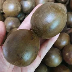 Combo 10 Quả La Hán (Quả To, Đều, Không vỡ) Ngọt Dịu, Dễ Chịu Cổ Họng, Nhẹ Người Thanh Giọng, Mát Cổ, Thanh Nhiệt