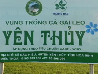 Cao Cà gai leo Hoà Bình (dạng lỏng) chuẩn GACP-WHO hộp 20 ống (có chứng nhận ATVSTP)