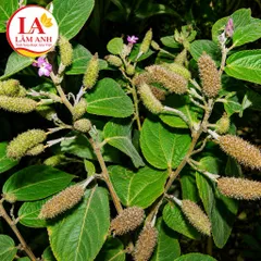 1Kg An Xoa Hoa Tím Hòa Bình (Sao Vàng Hạ Thổ) Vụ Mới Khô Thơm – Thảo Mộc Khô Tự Nhiên – Mát Gan, Thanh Nhiệt, Hạ Men Gan