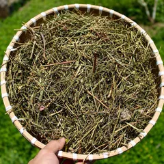 1Kg Diệp Hạ Châu (Chó Đẻ Răng Cưa) Sao Vàng Hạ Thổ, Khô, Thơm, Hỗ Trợ Thanh Nhiệt, Lợi Tiểu, Hỗ Trợ Sỏi Thận, Hỗ Trợ Gan