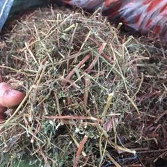 1Kg Diệp Hạ Châu (Chó Đẻ Răng Cưa) Sao Vàng Hạ Thổ, Khô, Thơm, Hỗ Trợ Thanh Nhiệt, Lợi Tiểu, Hỗ Trợ Sỏi Thận, Hỗ Trợ Gan