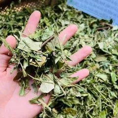 1Kg Dây Thìa Canh Hoà Bình (Sao Vàng Hạ Thổ) Vụ Mới, Khô, Xanh, Hỗ Trợ Ổn Định Đường Huyết, Hỗ Trợ Mỡ Máu, Lợi Tiểu