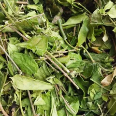 1Kg Dây Thìa Canh Hoà Bình (Sao Vàng Hạ Thổ) Vụ Mới, Khô, Xanh, Hỗ Trợ Ổn Định Đường Huyết, Hỗ Trợ Mỡ Máu, Lợi Tiểu