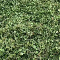 1Kg Dây Thìa Canh Hoà Bình (Sao Vàng Hạ Thổ) Vụ Mới, Khô, Xanh, Hỗ Trợ Ổn Định Đường Huyết, Hỗ Trợ Mỡ Máu, Lợi Tiểu