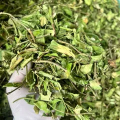1Kg Dây Thìa Canh Hoà Bình (Sao Vàng Hạ Thổ) Vụ Mới, Khô, Xanh, Hỗ Trợ Ổn Định Đường Huyết, Hỗ Trợ Mỡ Máu, Lợi Tiểu