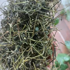1Kg Giảo Cổ Lam 5 Lá Hòa Bình (Sao Vàng Hạ Thổ) Hỗ Trợ Ổn Định Huyết Áp, Mỡ Máu, Ổn Định Đường Huyết, Thanh Lọc Cơ Thể