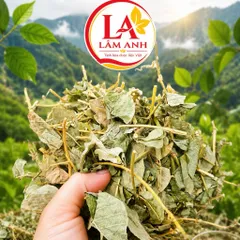 1Kg Kim Tiền Thảo (Sao Vàng Hạ Thổ, Khô Thơm) – Hỗ Trợ Thanh Nhiệt, Lợi Tiểu, Thông Tiểu, Hỗ Trợ Giảm Sỏi, Lợi Mật