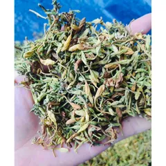 100g Hoa Đu Đủ Đực vụ mới (Sao vàng hạ thổ)