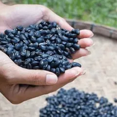 1Kg Đậu Đen Xanh Lòng Rang Sẵn/ Hạt Sống – Đậu Đen Quê Nấu Nước Uống, Nấu Chè, Làm Sữa Hạt Thơm Bùi