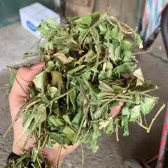 1Kg Túi Lọc Dây Thìa Canh Hoà Bình (Sao Vàng Hạ Thổ) Hỗ Trợ Ổn Định Đường Huyết, Hỗ Trợ Mỡ Máu, Lợi Tiểu