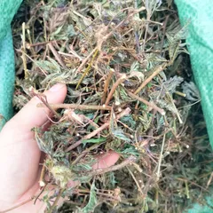 1Kg Cây Xấu Hổ Tím ( Cây Mắc Cỡ) Sao vàng hạ thổ, khô thơm, giúp ngủ ngon, lợi tiểu, giảm đau nhức xương khớp