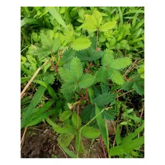 1Kg Cây Xấu Hổ Tím ( Cây Mắc Cỡ) Sao vàng hạ thổ, khô thơm, giúp ngủ ngon, lợi tiểu, giảm đau nhức xương khớp