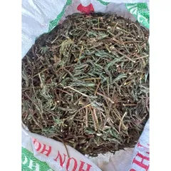 1Kg Cây Xấu Hổ Tím ( Cây Mắc Cỡ) Sao vàng hạ thổ, khô thơm, giúp ngủ ngon, lợi tiểu, giảm đau nhức xương khớp
