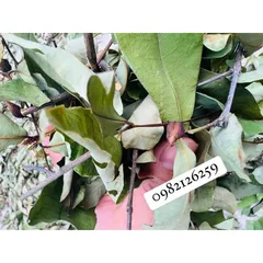 1Kg Cây Thành Ngạnh- Cây Đỏ Ngọn chuẩn