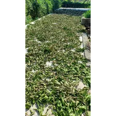 1Kg Lá vối Nếp (Sao vàng hạ thổ, vụ mới khô thơm) hỗ trợ gout, mỡ máu, giải nhiệt, lợi tiểu